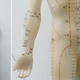 Illustration for article titled 29 Anatomical Models That Will Haunt Your Dreams Tonight